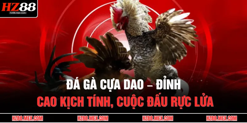 da ga cua dao dinh cao kich tinh cuoc dau ruc lua