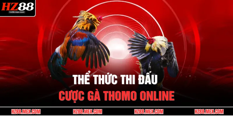 Thể thức thi đấu cược gà Thomo online